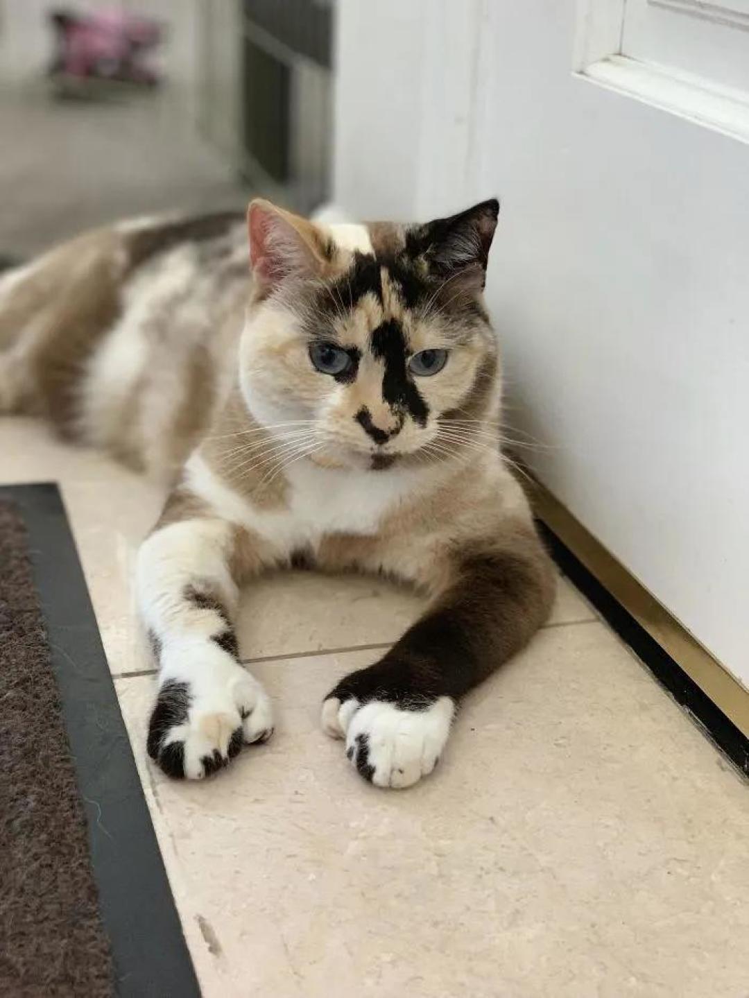 “我家猫有32个脚趾,多趾多福!”