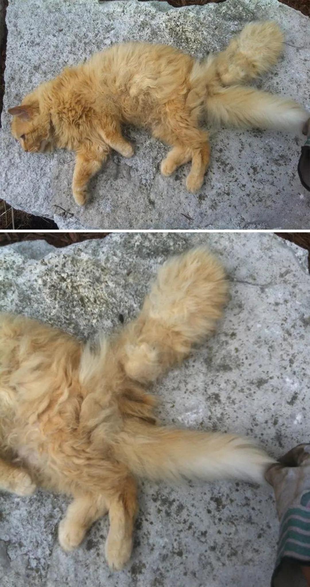“我家猫有32个脚趾,多趾多福!”