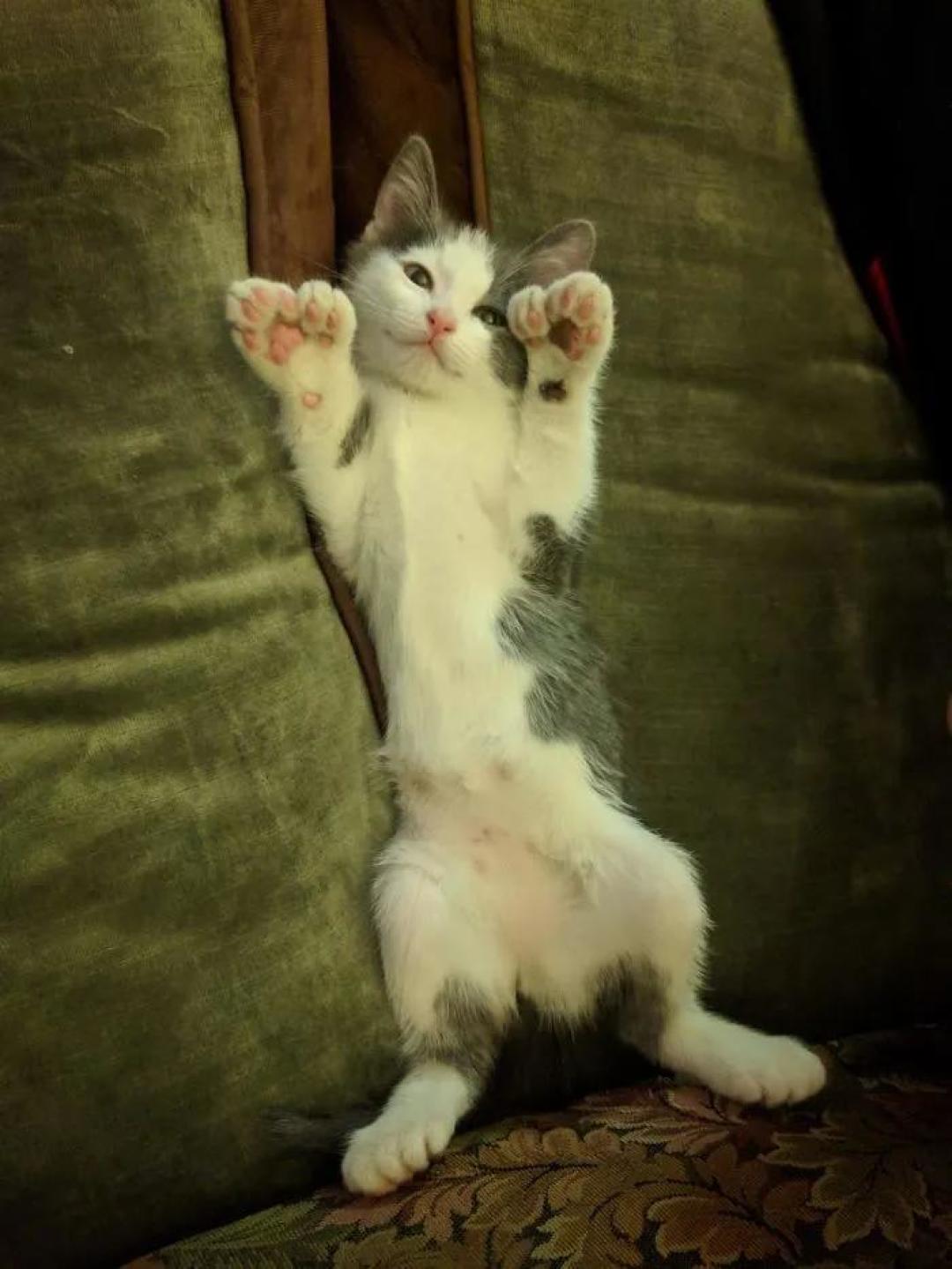 “我家猫有32个脚趾,多趾多福!”