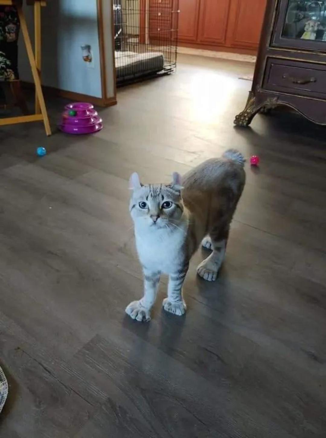 “我家猫有32个脚趾,多趾多福!”