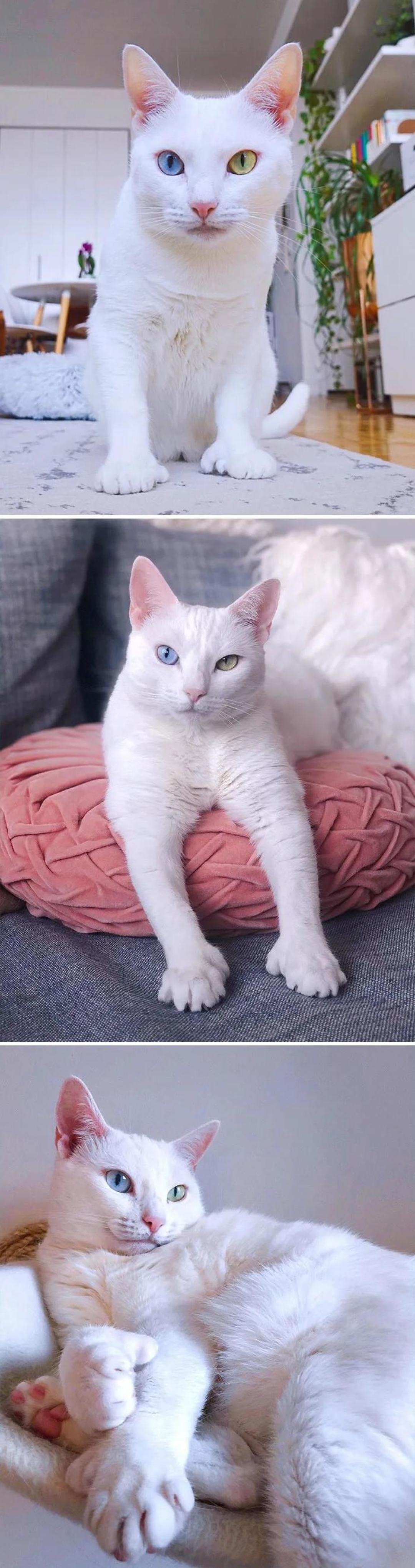 “我家猫有32个脚趾,多趾多福!”