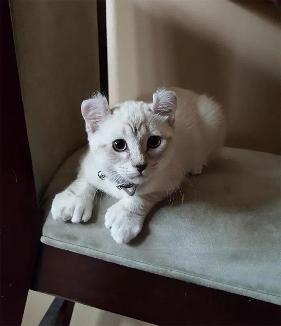 “我家猫有32个脚趾,多趾多福!”