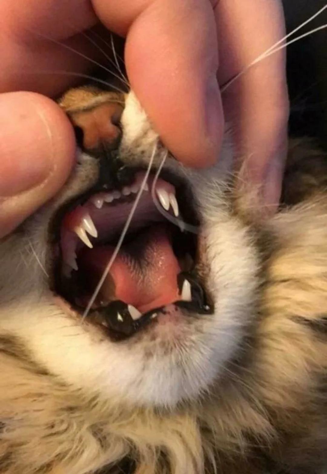 “我家猫有32个脚趾,多趾多福!”