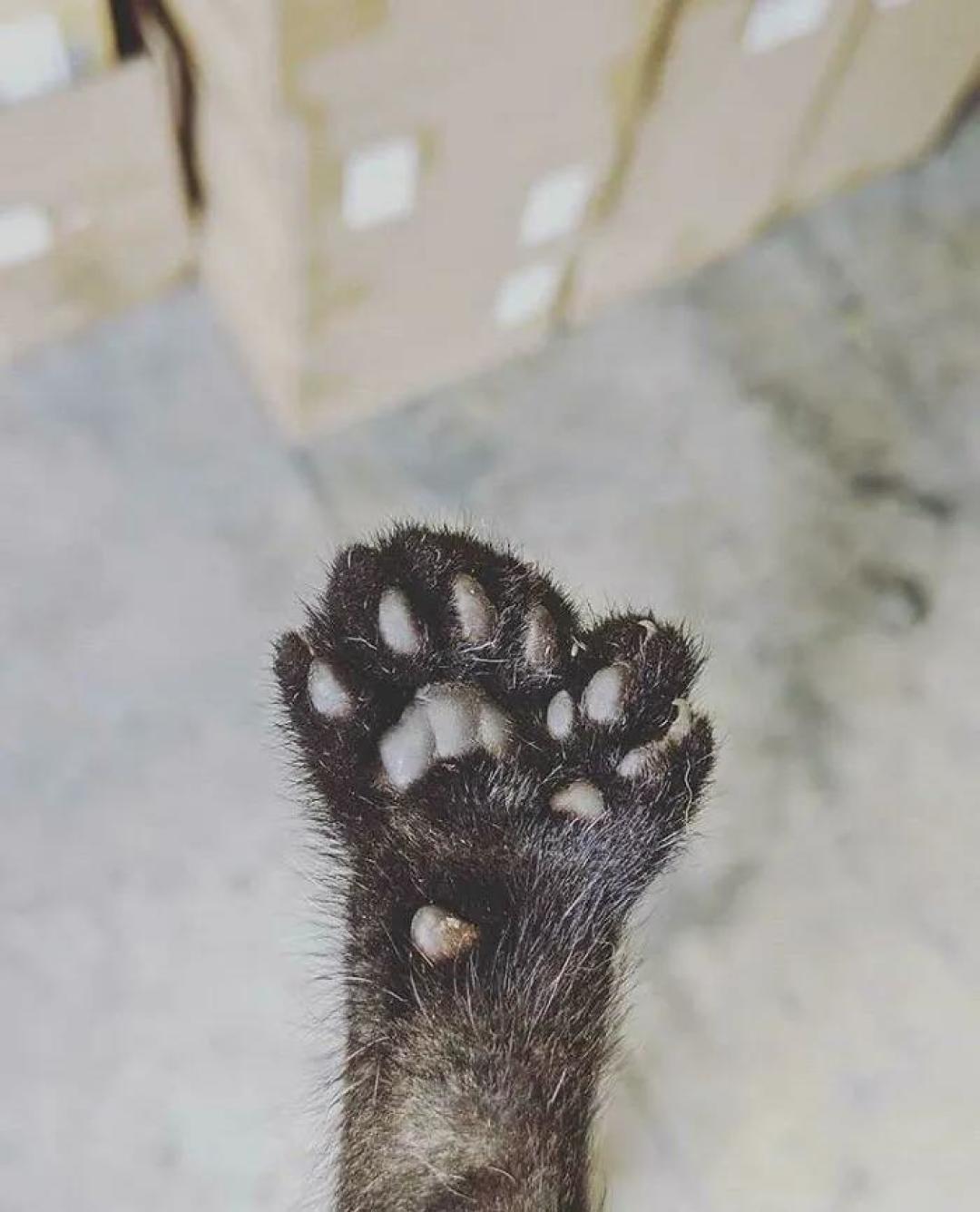 “我家猫有32个脚趾,多趾多福!”