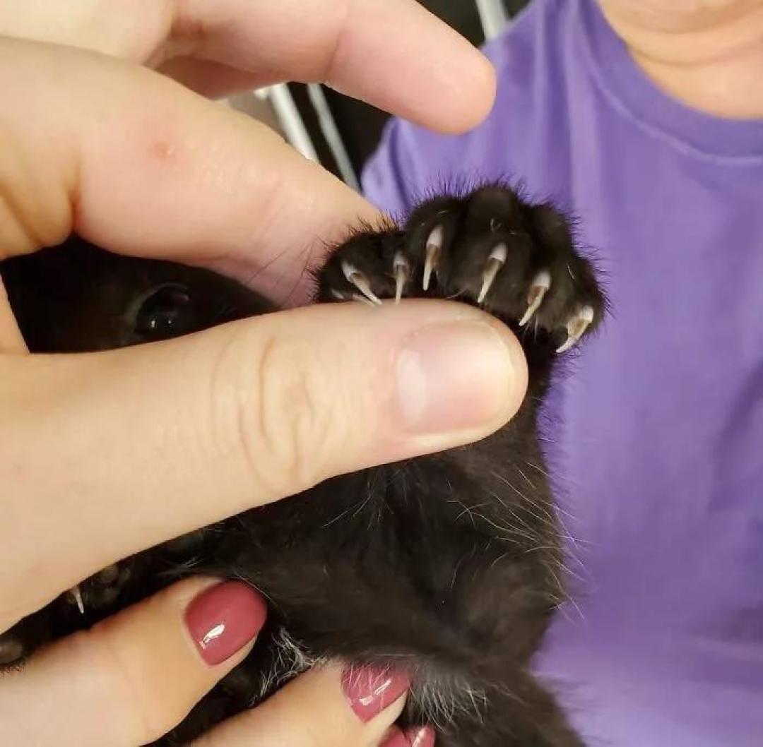 “我家猫有32个脚趾,多趾多福!”
