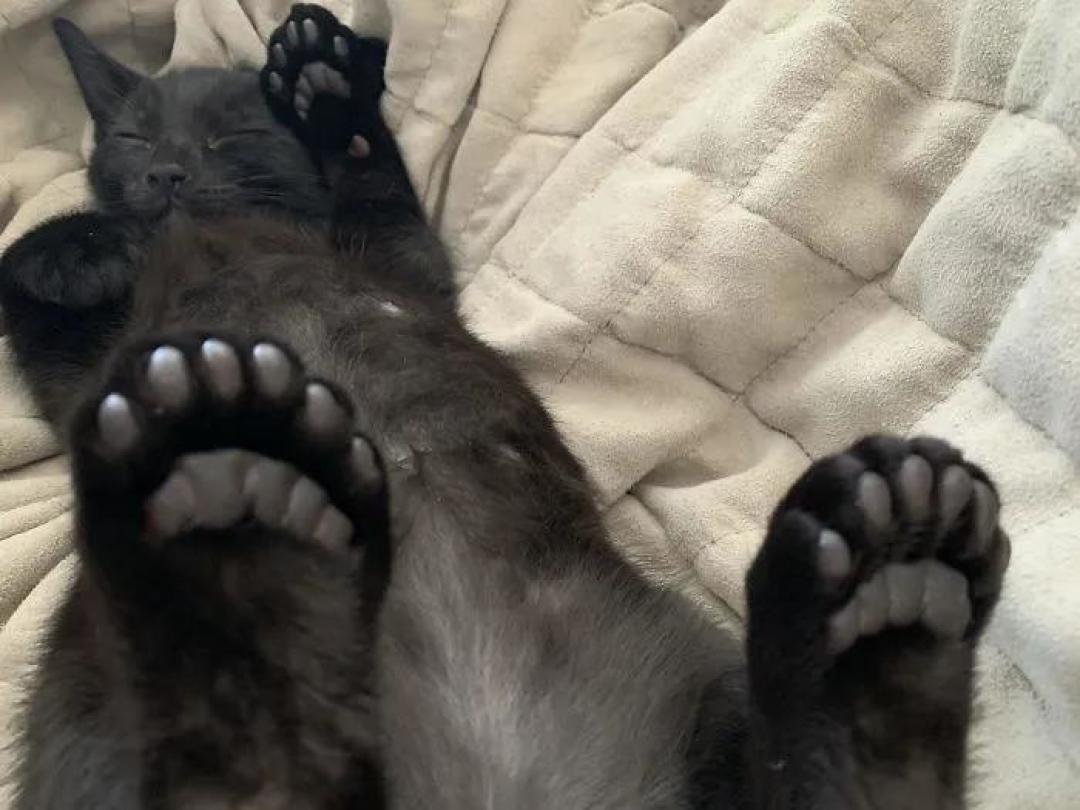 “我家猫有32个脚趾,多趾多福!”