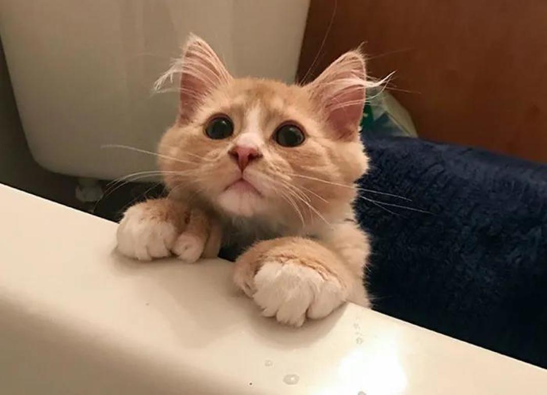 “我家猫有32个脚趾,多趾多福!”