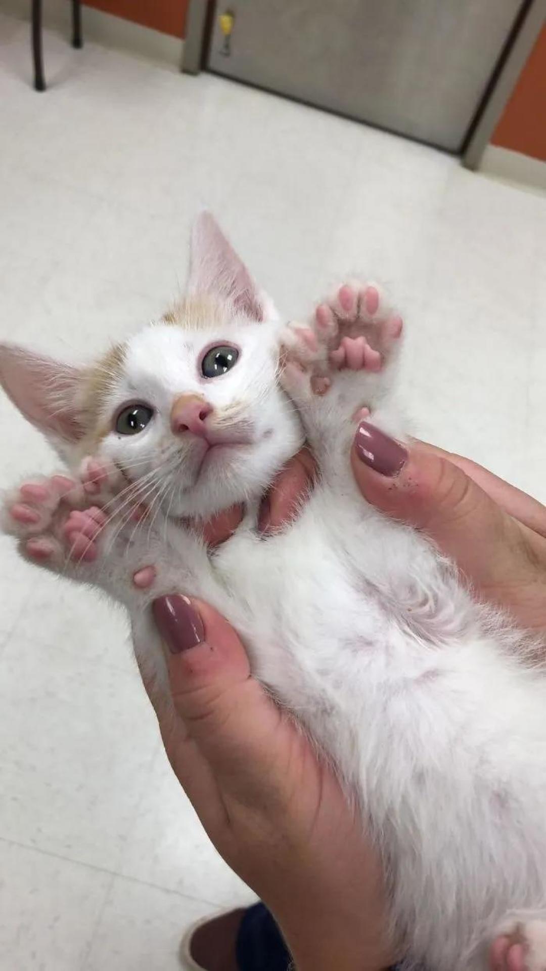 “我家猫有32个脚趾,多趾多福!”