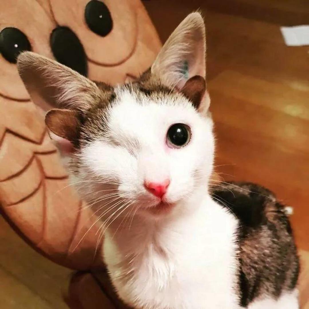 “我家猫有32个脚趾,多趾多福!”