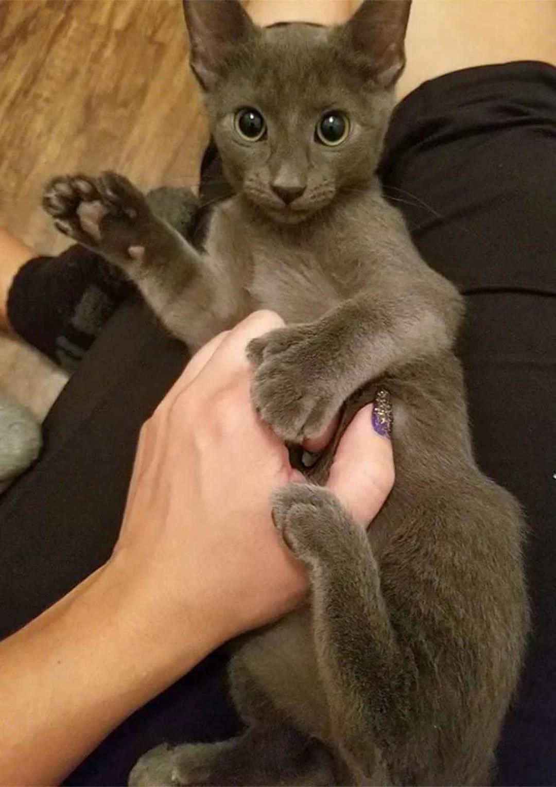 “我家猫有32个脚趾,多趾多福!”