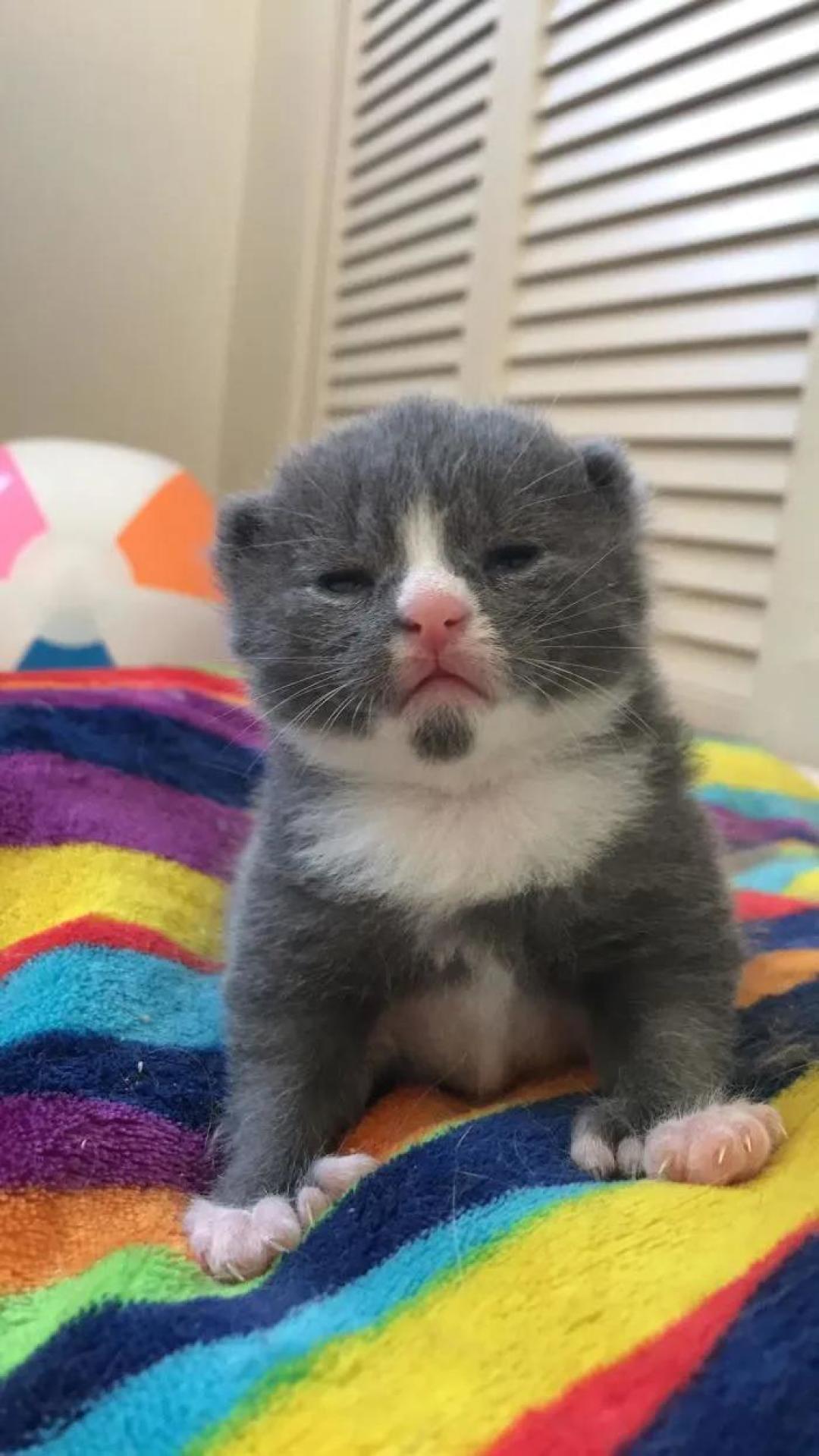 “我家猫有32个脚趾,多趾多福!”