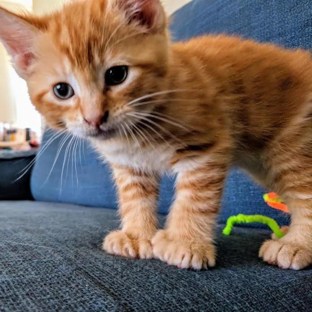 “我家猫有32个脚趾,多趾多福!”