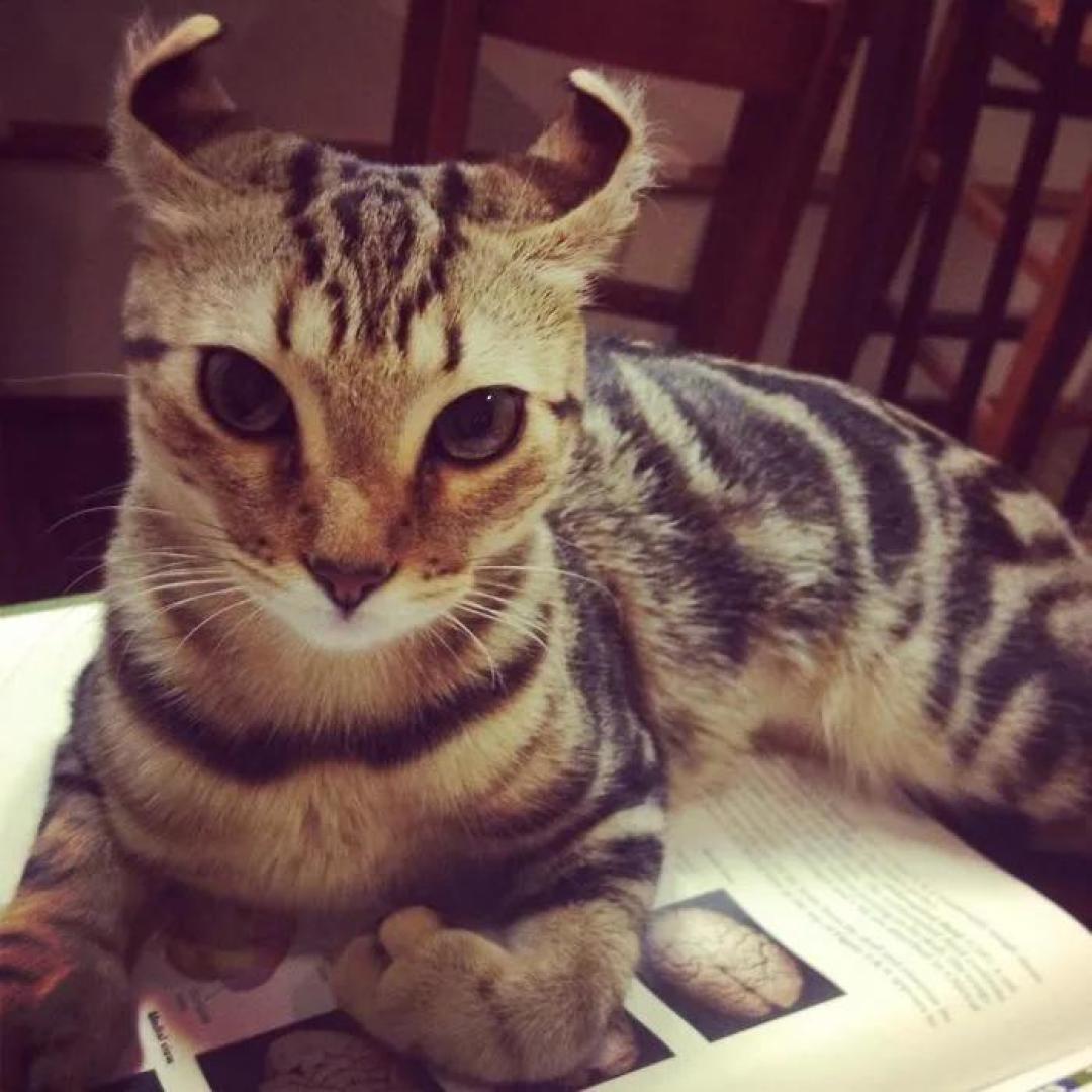 “我家猫有32个脚趾,多趾多福!”