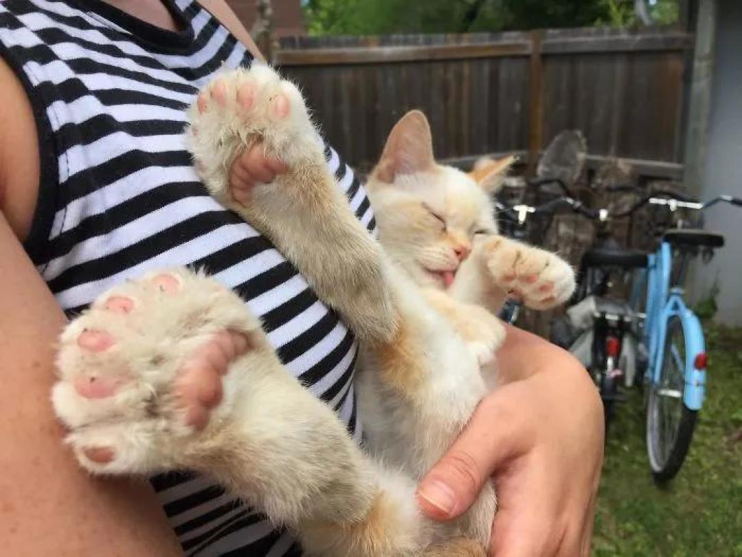 “我家猫有32个脚趾,多趾多福!”