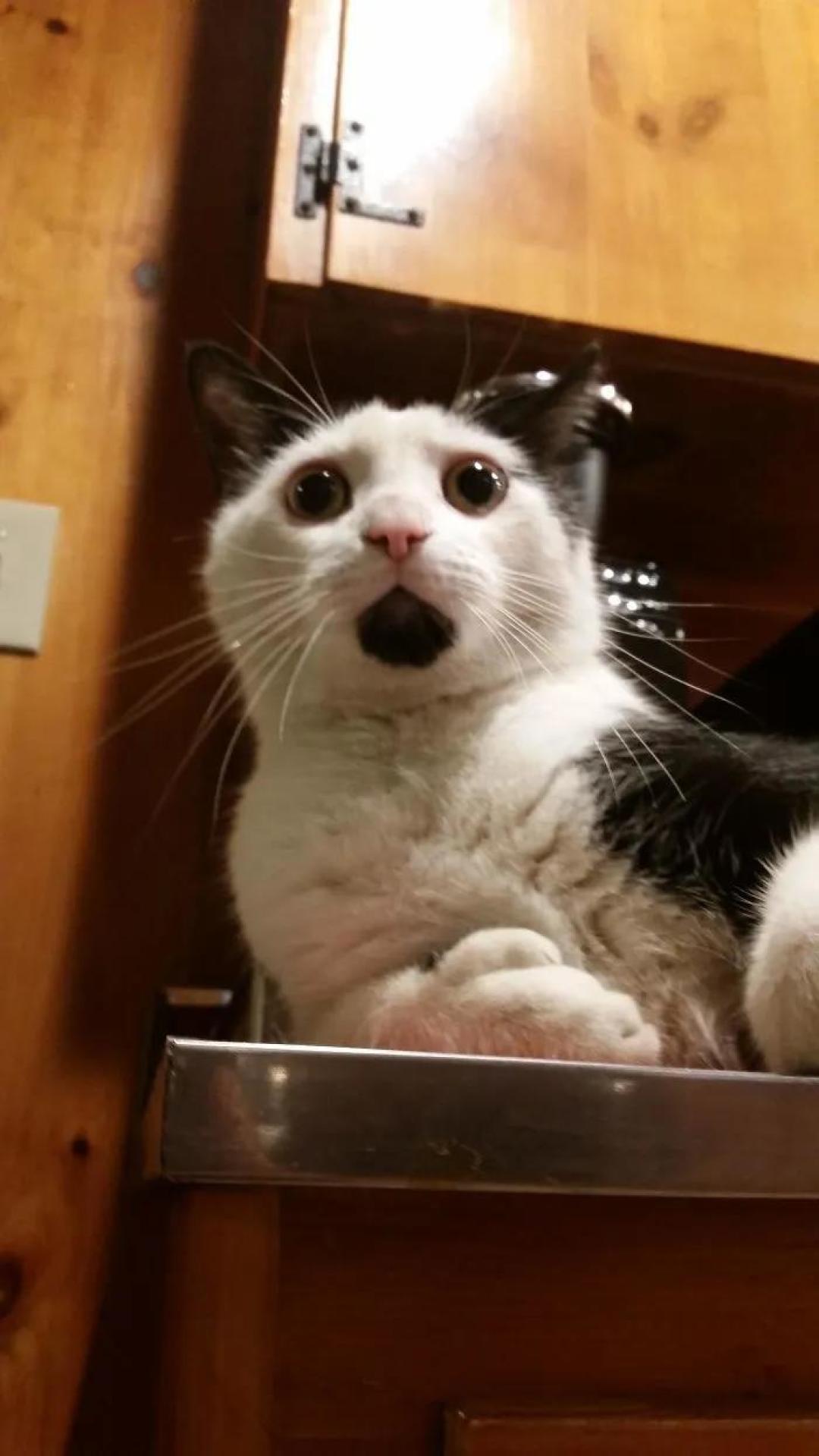 “我家猫有32个脚趾,多趾多福!”