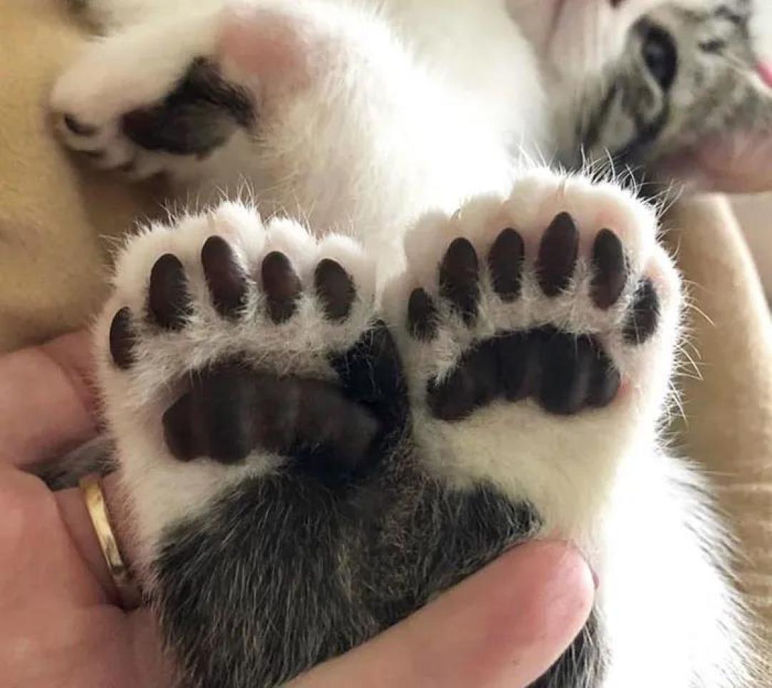 “我家猫有32个脚趾,多趾多福!”