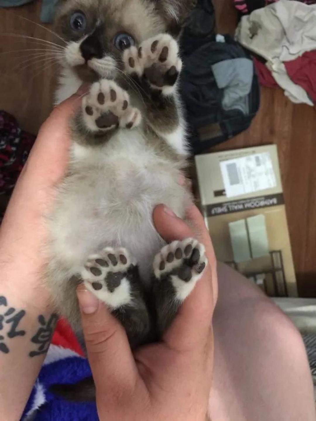 “我家猫有32个脚趾,多趾多福!”
