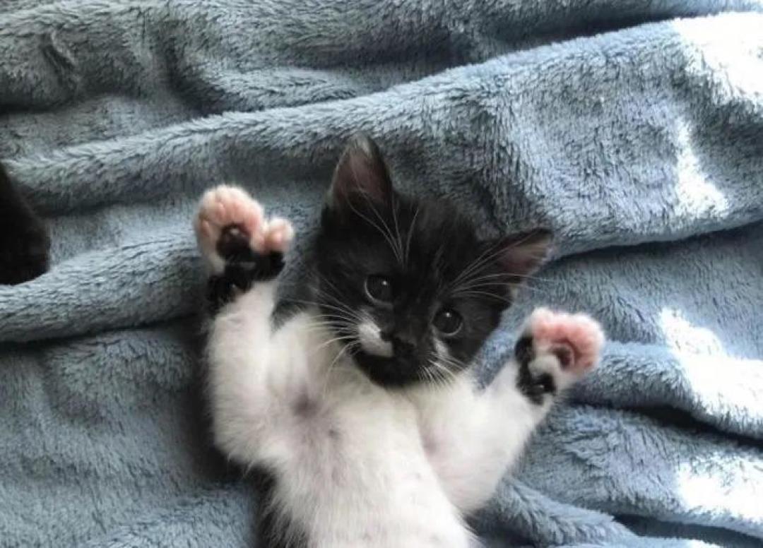 “我家猫有32个脚趾,多趾多福!”