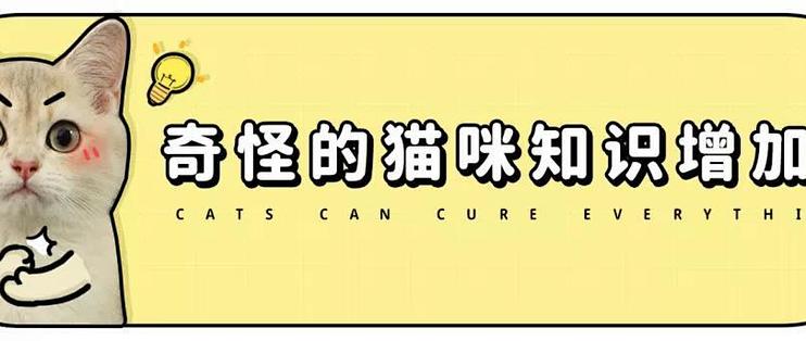 我家猫有32个脚趾 多趾多福 宠物医护美容 什么值得买