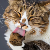 猫吃下猫毛的积极意义，以及猫软便拉稀和便秘的食物原因
