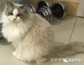 如何让猫毛漂亮？唯一的原因