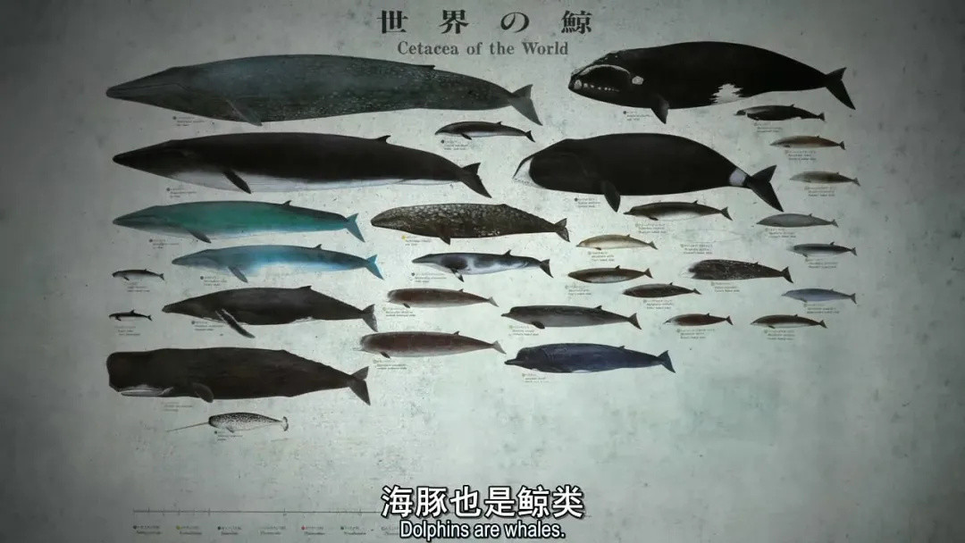 豆瓣第一纪录片《海豚湾》到底好看在哪？