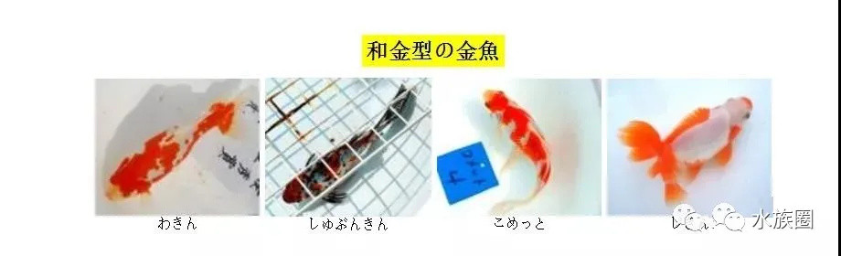 日本金鱼分几类？也是草文龙蛋吗？水族圈带你解密日本金鱼。
