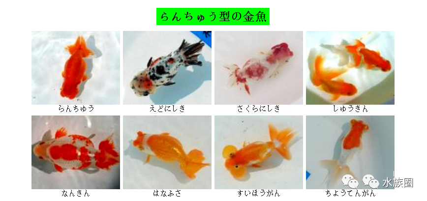 日本金鱼品种大全日本的金鱼主要分为几大类 什么值得买