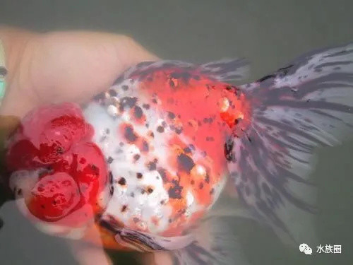 日本金鱼分几类？也是草文龙蛋吗？水族圈带你解密日本金鱼。