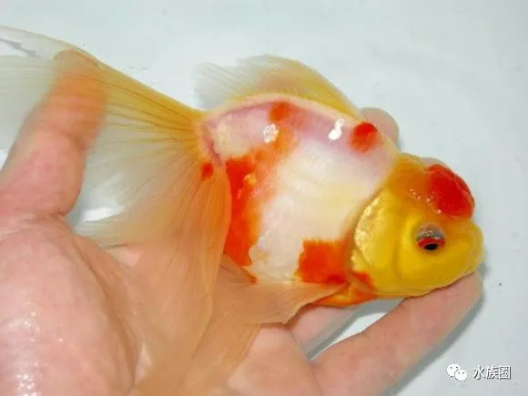 日本金鱼品种大全日本的金鱼主要分为几大类 什么值得买