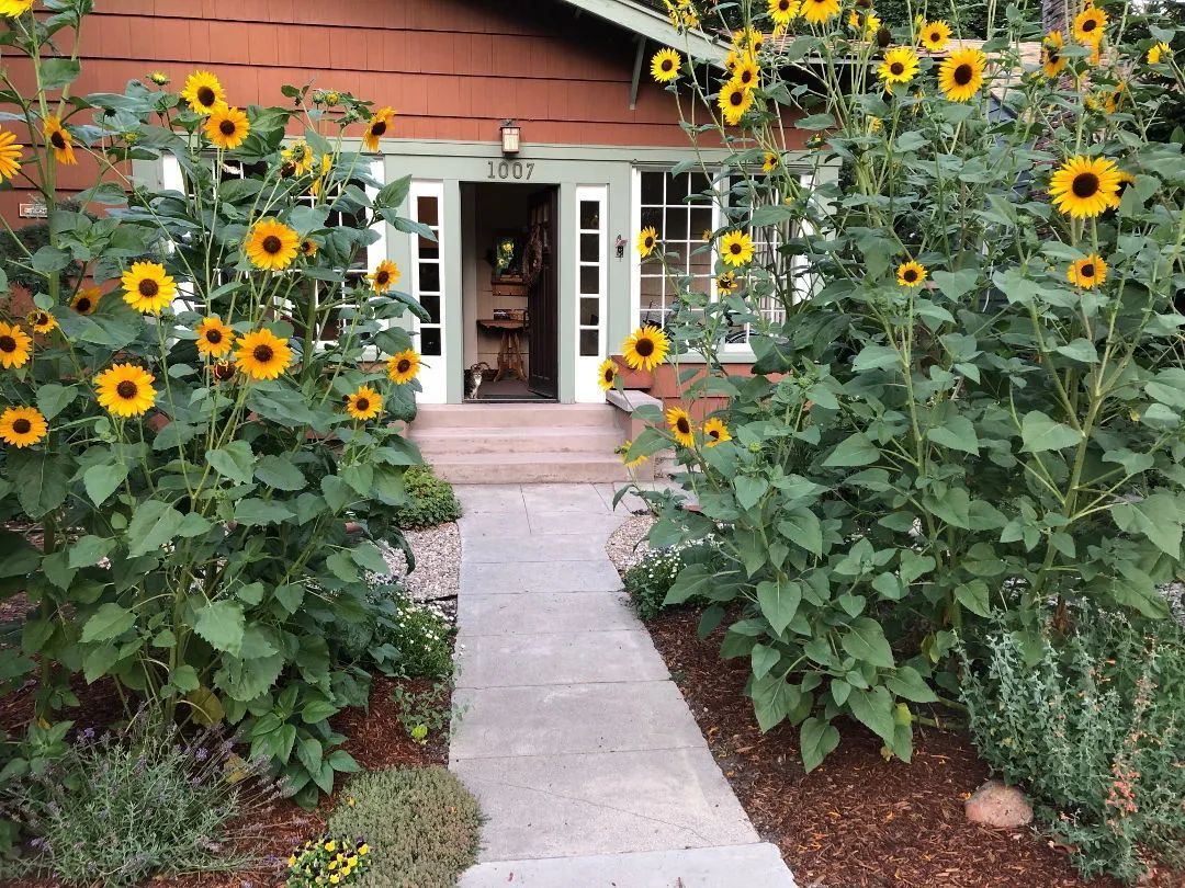 嗑了那么多瓜子,却依然不了解向日葵?