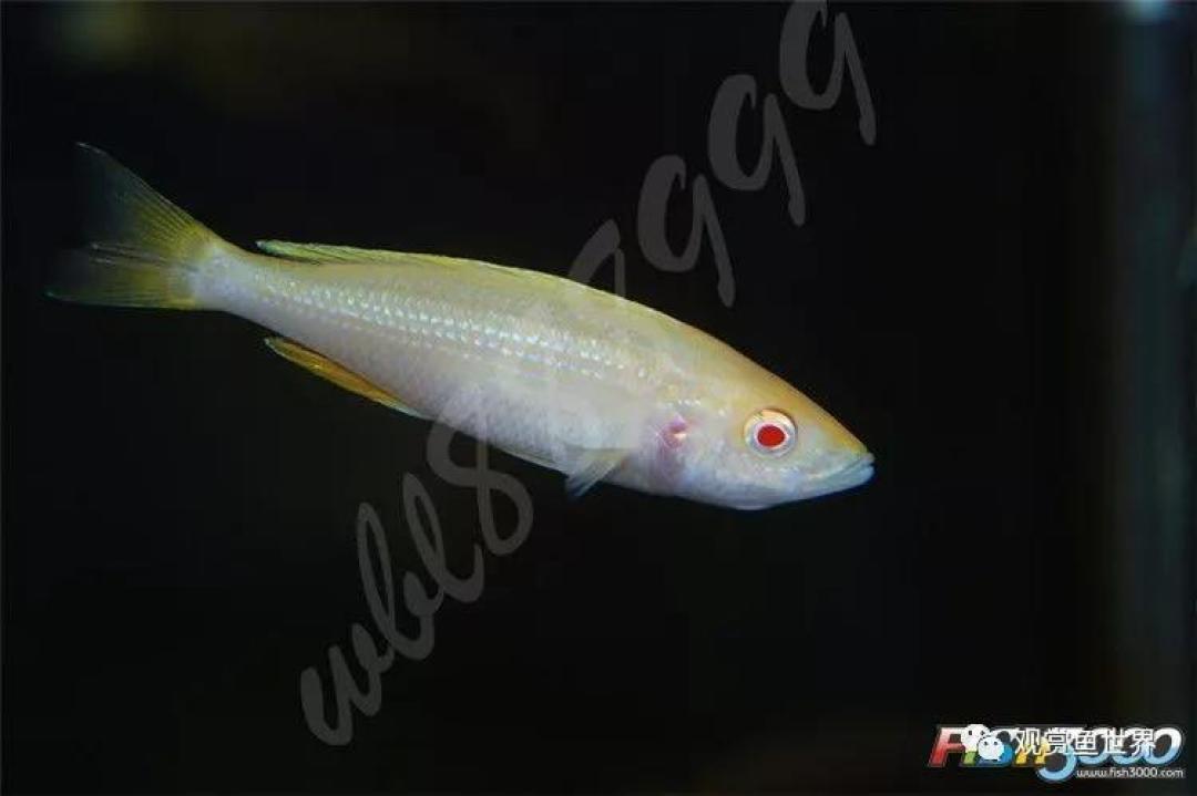 物以稀为贵!鱼以何为美?