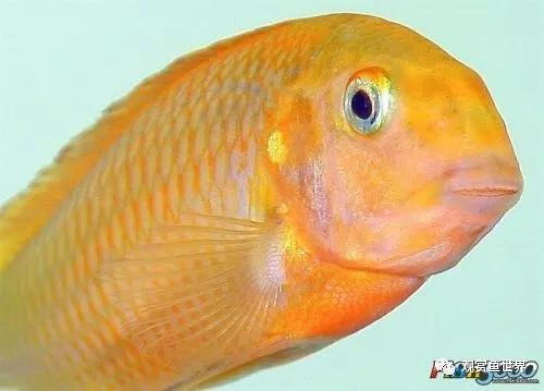 物以稀为贵!鱼以何为美?