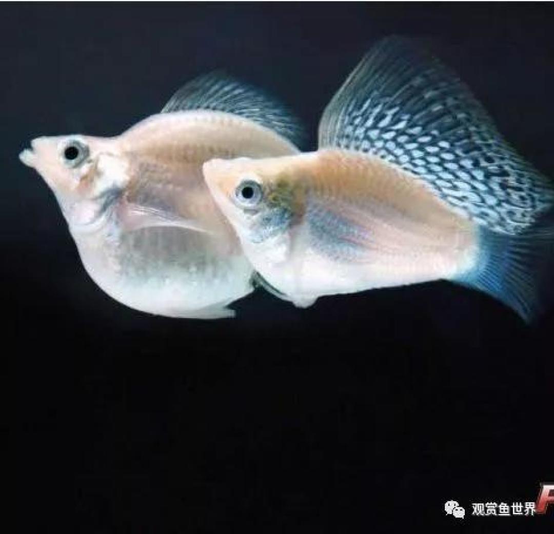 物以稀为贵!鱼以何为美?