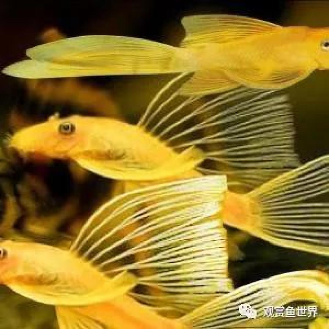 物以稀为贵!鱼以何为美?