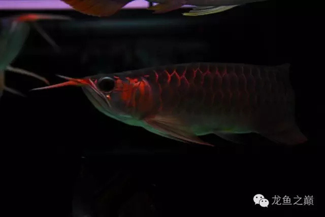 物以稀为贵!鱼以何为美?