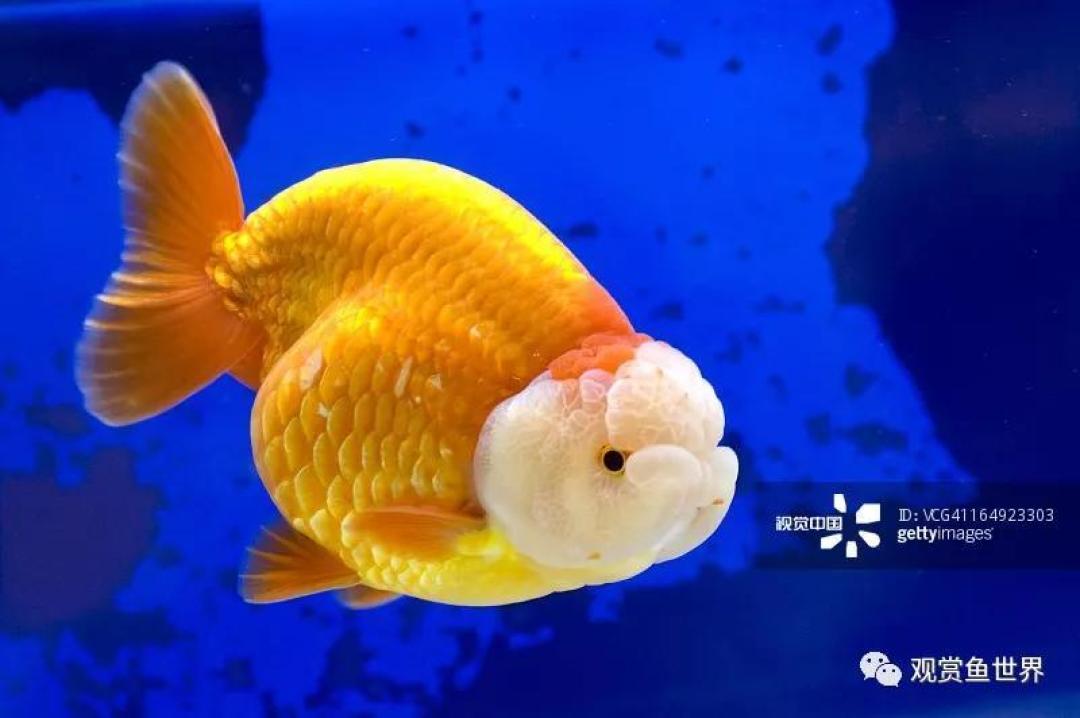 物以稀为贵!鱼以何为美?
