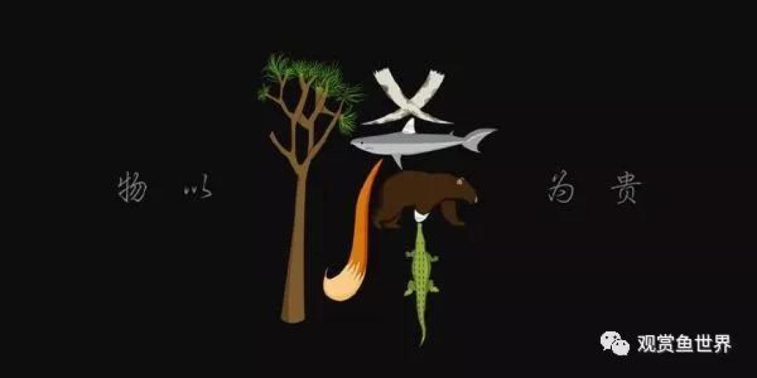 物以稀为贵!鱼以何为美?