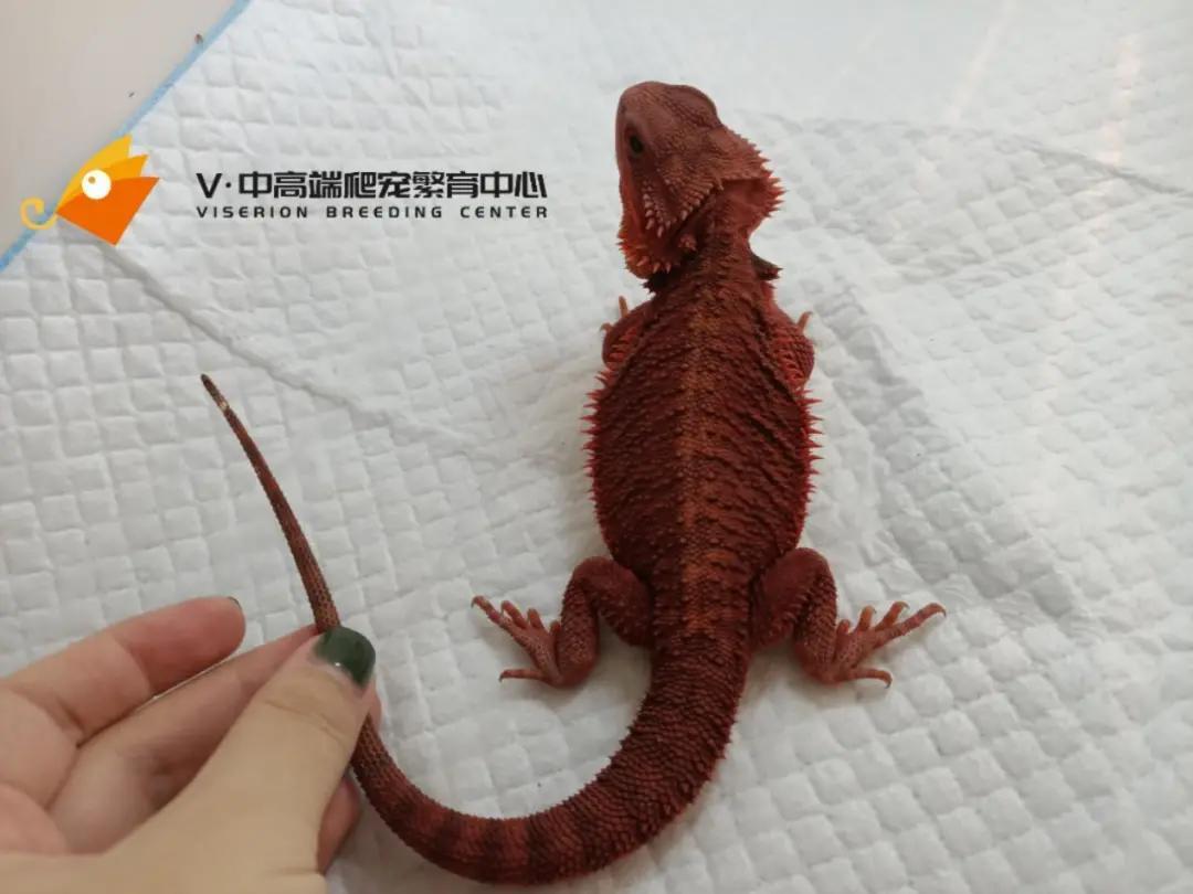 关于鬃狮蜥拒食的问题解析