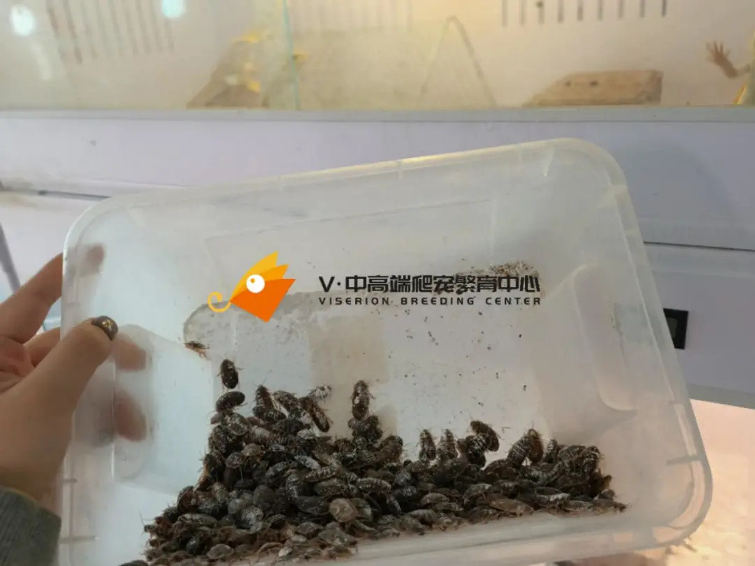 关于鬃狮蜥拒食的问题解析