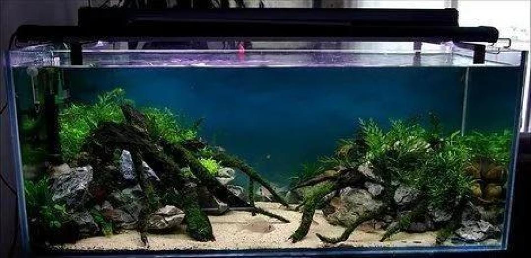 聊完自来水我们再说说换水吧!这是一个没有标准答案的答案!