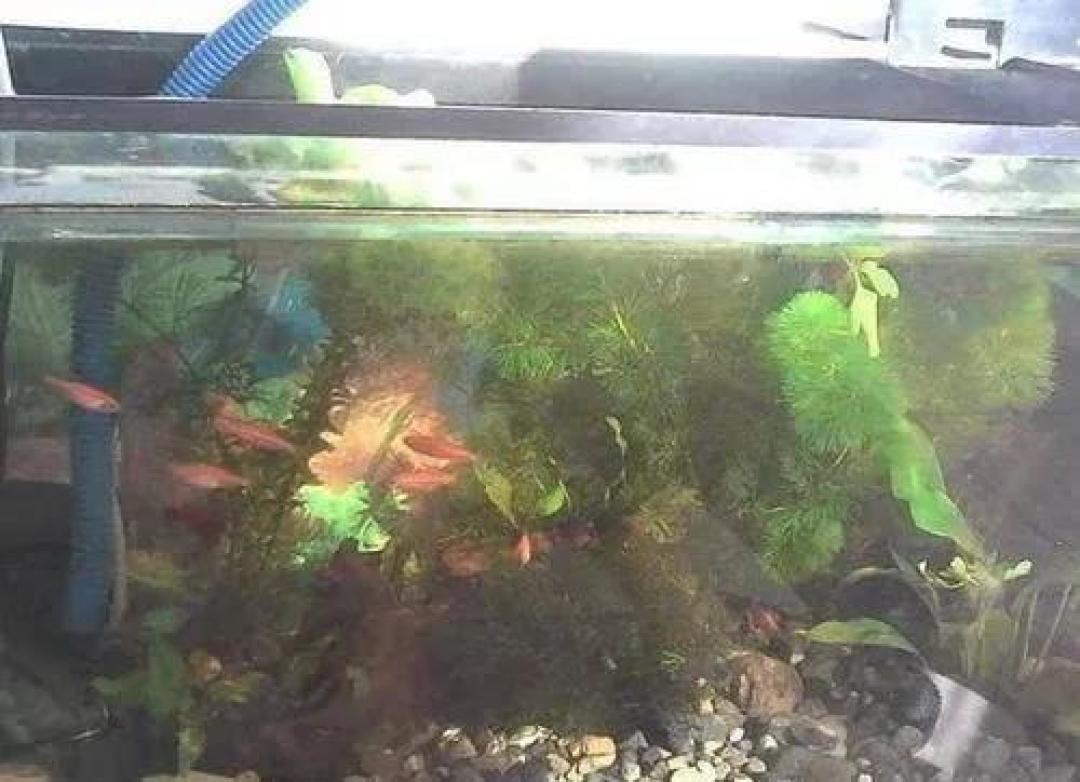 聊完自来水我们再说说换水吧!这是一个没有标准答案的答案!