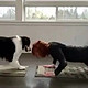 太牛了！狗狗每天陪着主人练瑜伽，最后竟把自己练成了大师！
