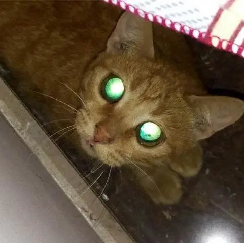 “因为拍照开闪光灯，猫咪失明了！”