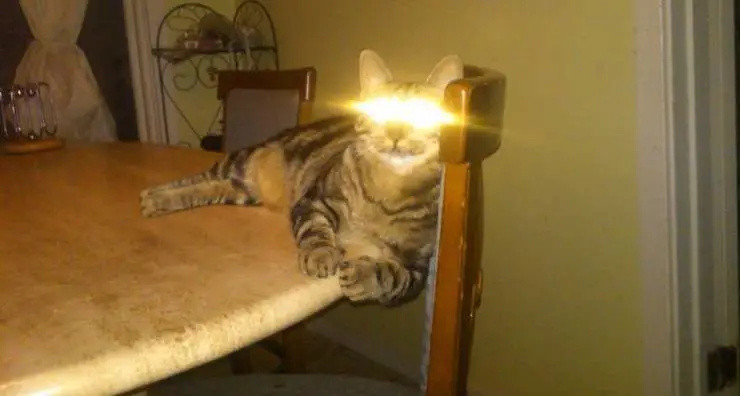“因为拍照开闪光灯，猫咪失明了！”