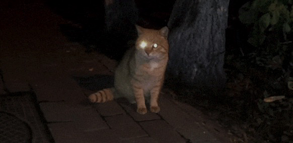 因为拍照开闪光灯 猫咪失明了 宠物家居日用 什么值得买
