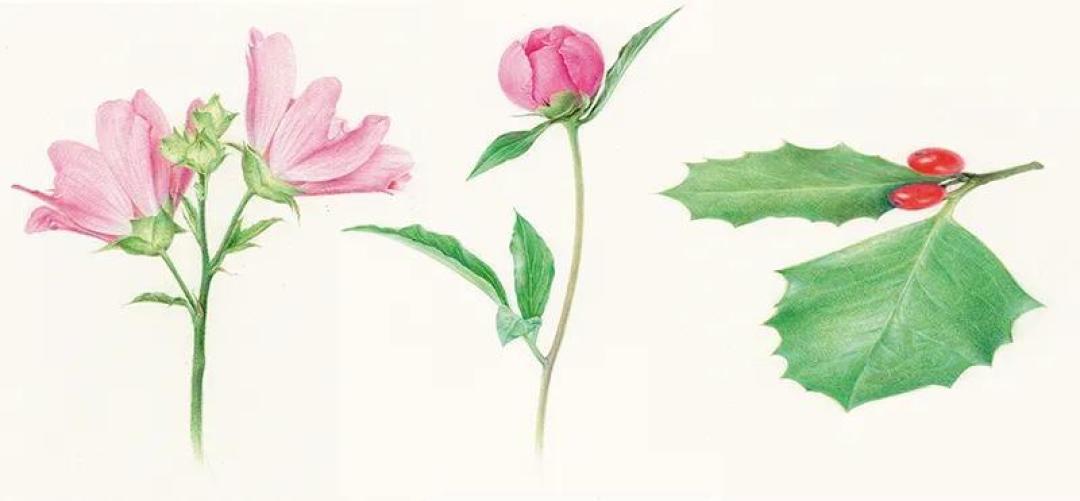 从画一片叶子开始,和植物一起,去感知艺术世界的美好.