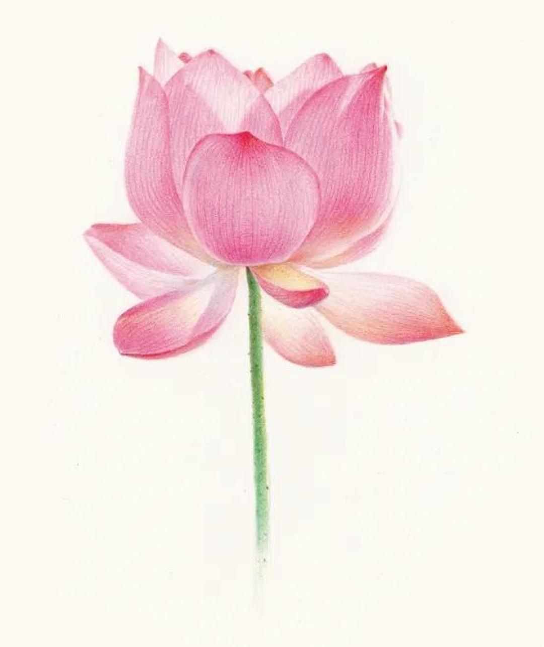 简单几步画出清新治愈的彩铅花卉植物