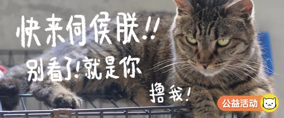 千万别惹俄罗斯猫，真实吓尿了！