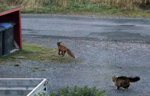 千万别惹俄罗斯猫，真实吓尿了！